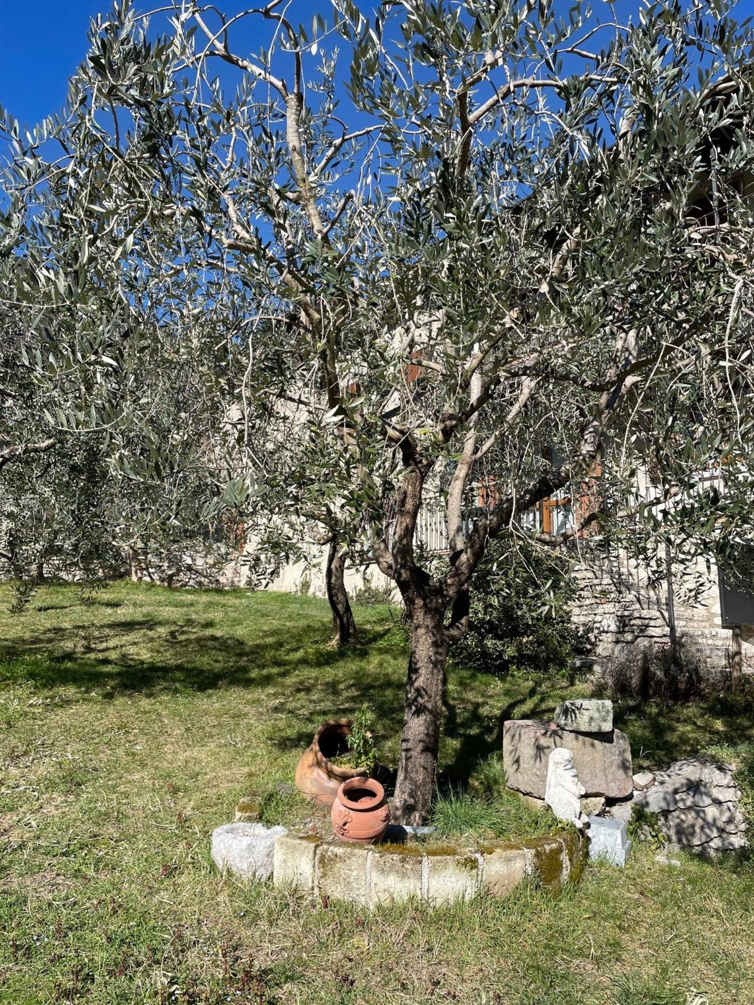 Casa Teodoro - Gelsomino, Ulivi & Orchidea *